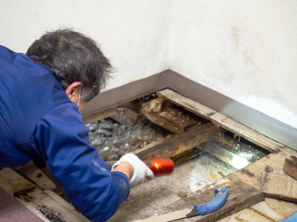 Best Mold Damage Repair  in Prces Lakes, IN