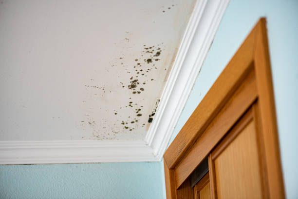 Best Black Mold Removal  in Prces Lakes, IN